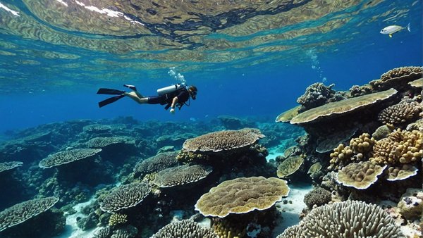 Explorez les meilleurs spots de plongée en apnée des îles égades en italie !